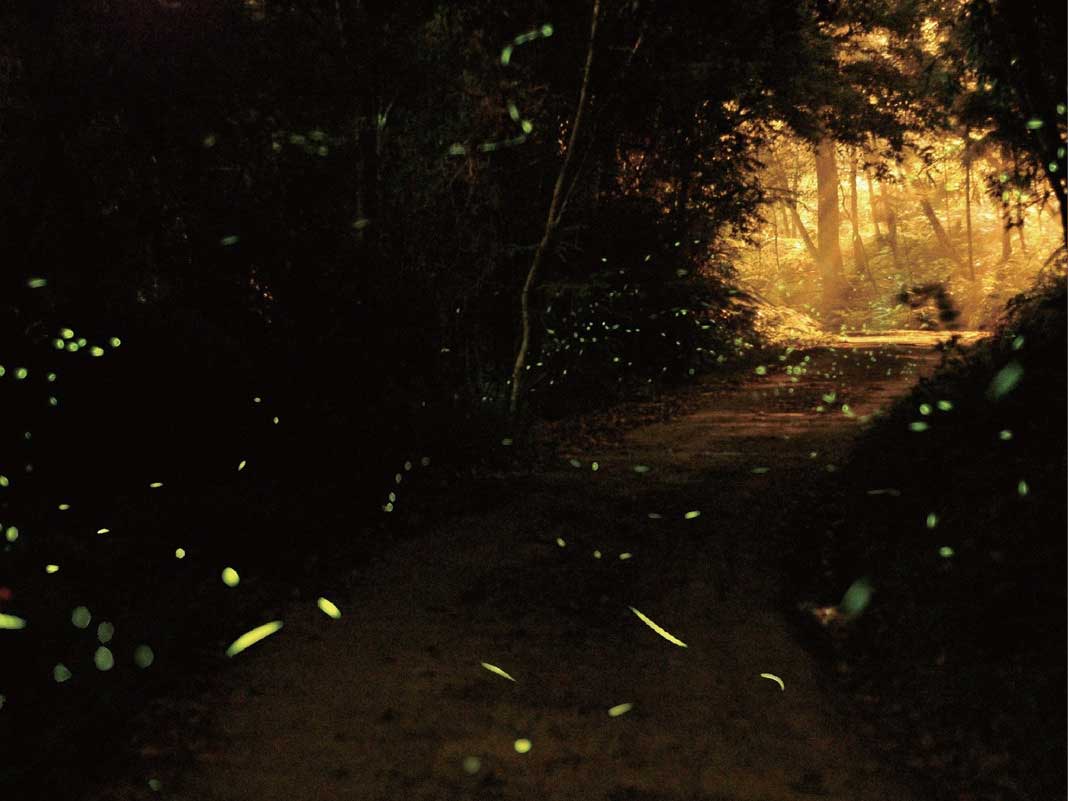 Glimmering Fireflies - Themed Tour for Firefly Season