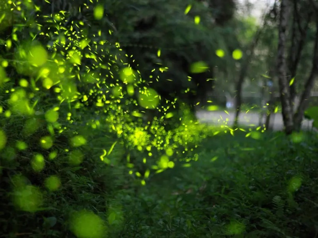 A Sparkling Spring Night – A Dreamy Eco Night Tour