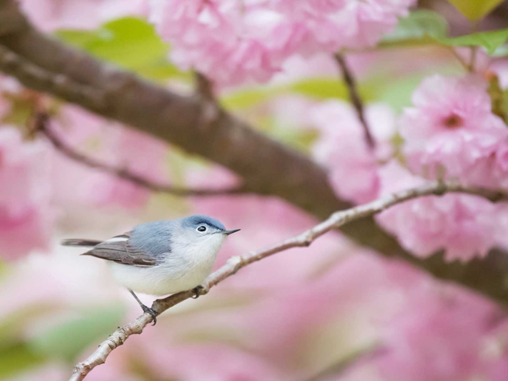 早鳥優惠