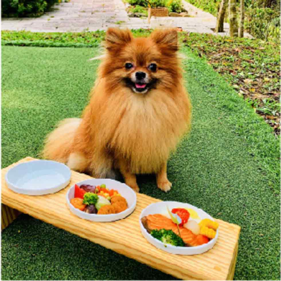 Pet Boarding Service