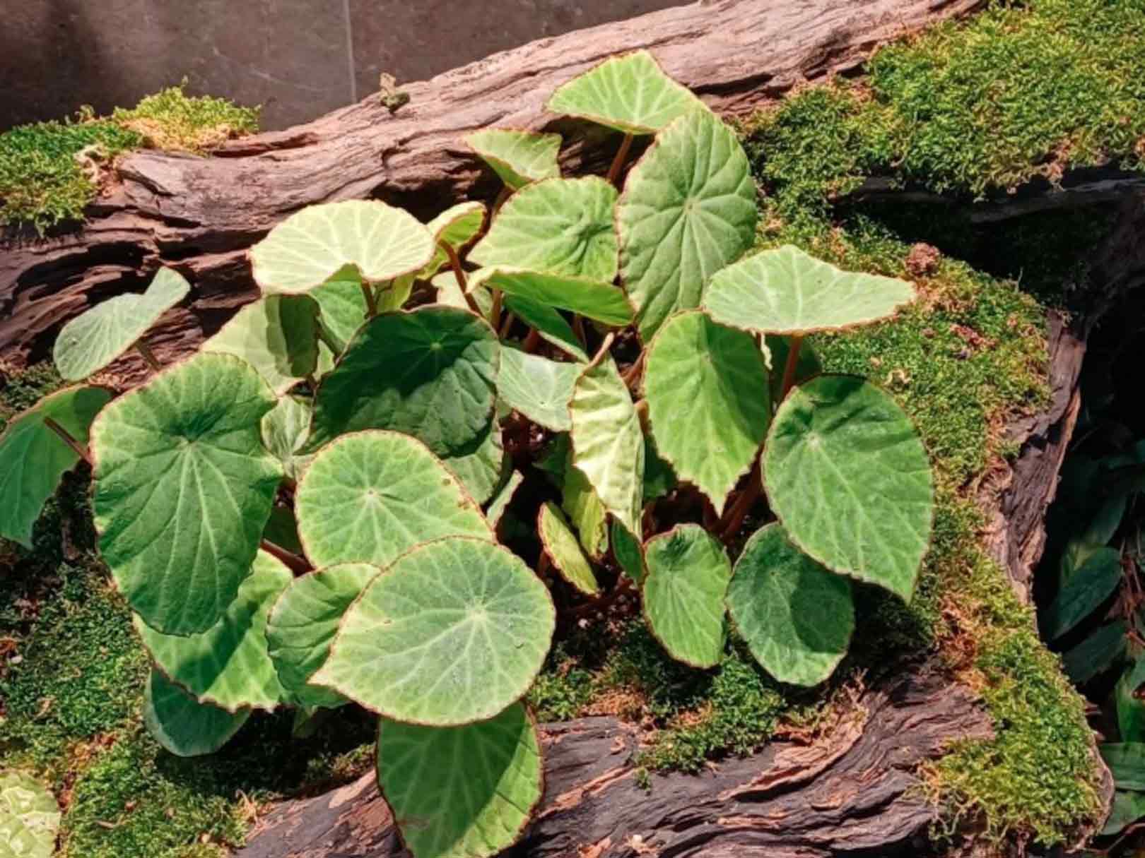 紅環秋海棠