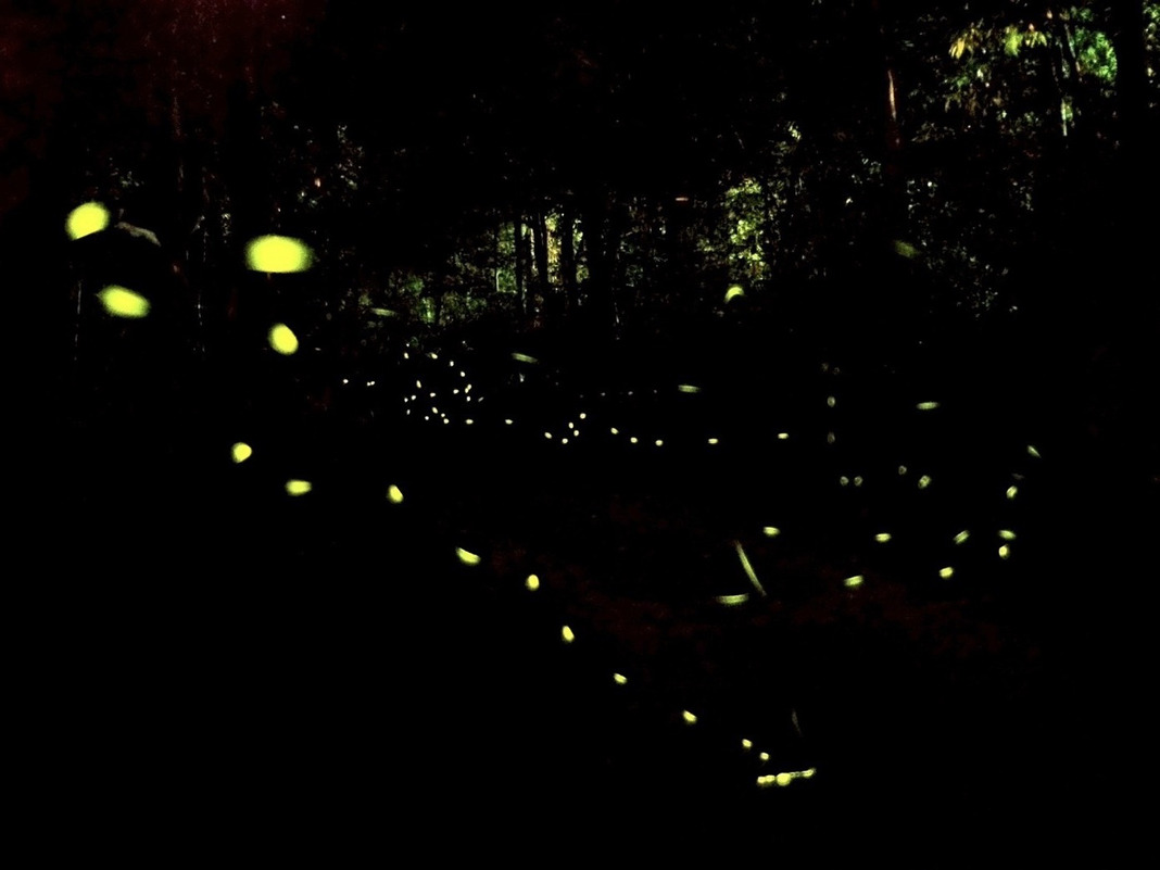 A Sparkling Spring Night – A Dreamy Eco Night Tour