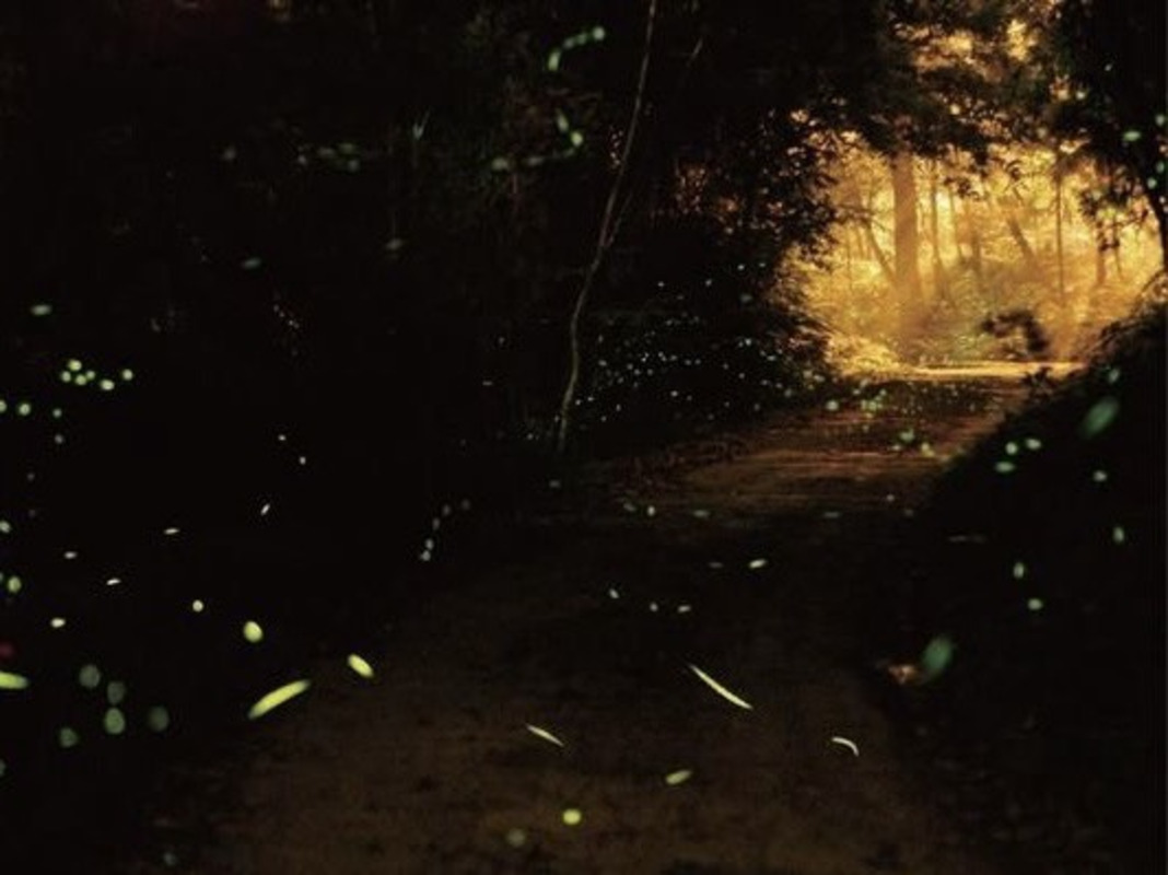 A Sparkling Spring Night – A Dreamy Eco Night Tour