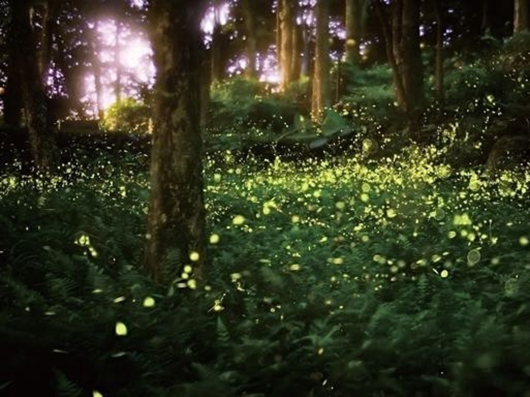 A Sparkling Spring Night – A Dreamy Eco Night Tour