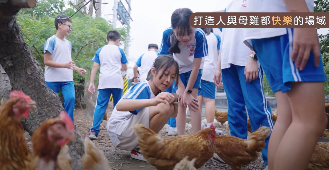放牧雞互動
